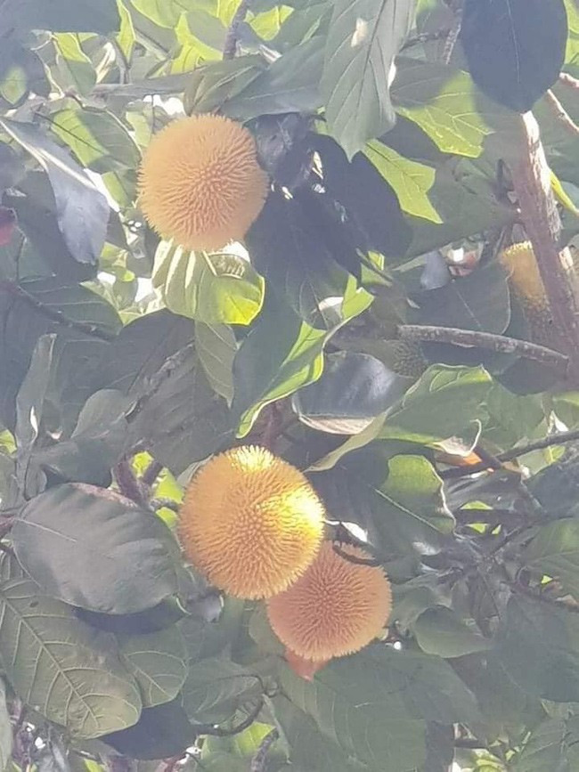 Mấy năm gần đây, mít rừng xuất hiện trên thị trường khi người dân trong các bản lân cận đi rừng hái về bán. Ảnh: Facebook