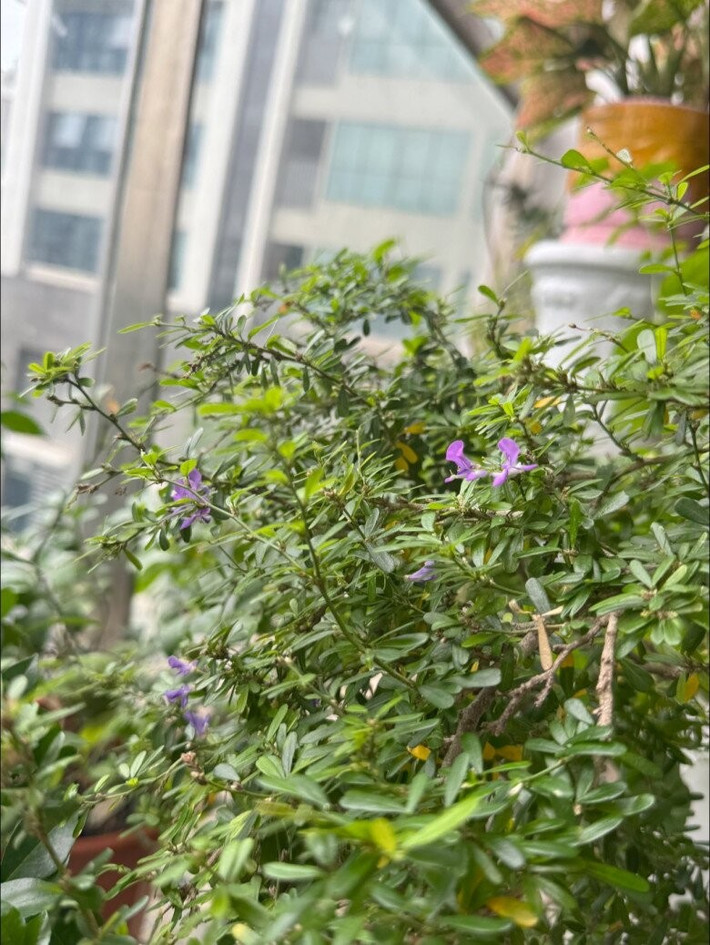 Hoa linh sam tím điểm xuyết giữa bụi cây xanh rì, thắp sáng khu vườn nhỏ. Ảnh: FBNV