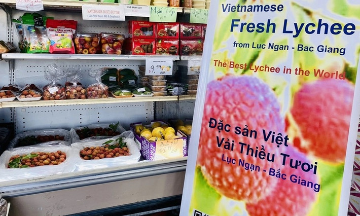 Năm 2023, vải thiều tươi Bắc Giang lên kệ một số siêu thị ở Mỹ với giá 14-15 USD/pound, tương đương hơn 700.000 đồng mỗi kg. Ảnh: LNS