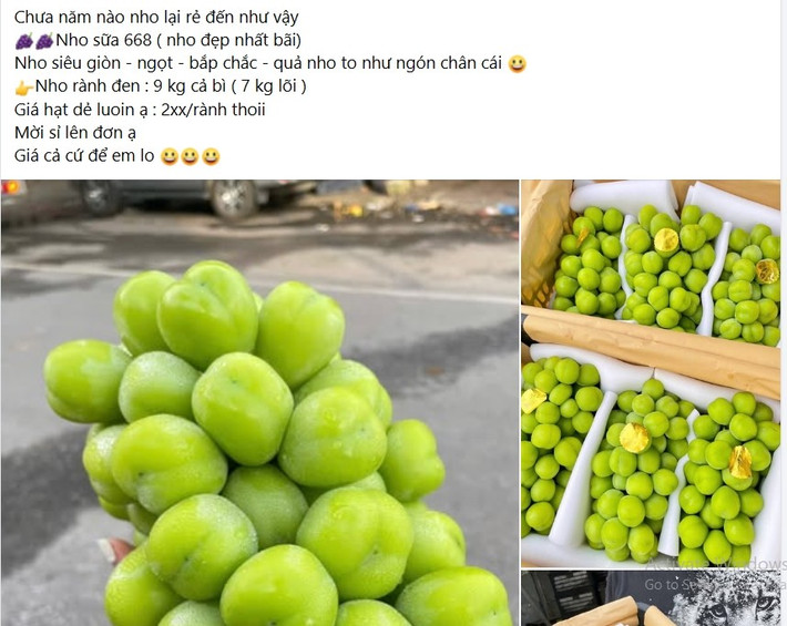 Nhưng gần đây, những chùm nho sữa màu xanh căng bóng, quả to như ngón chân cái bỗng được bán la liệt tại chợ Việt với giá "siêu rẻ" khiến người tiêu dùng bất ngờ. Ảnh chụp màn hình