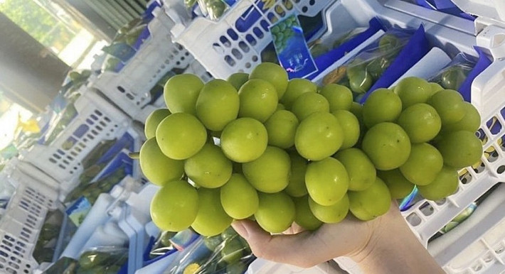 Nho Shine Muscat quả to, không hạt, cùi dày, độ ngọt cao, có mùi thơm, vị ngọt đậm đà và thời gian bảo quản lâu. Ảnh: Công Thương