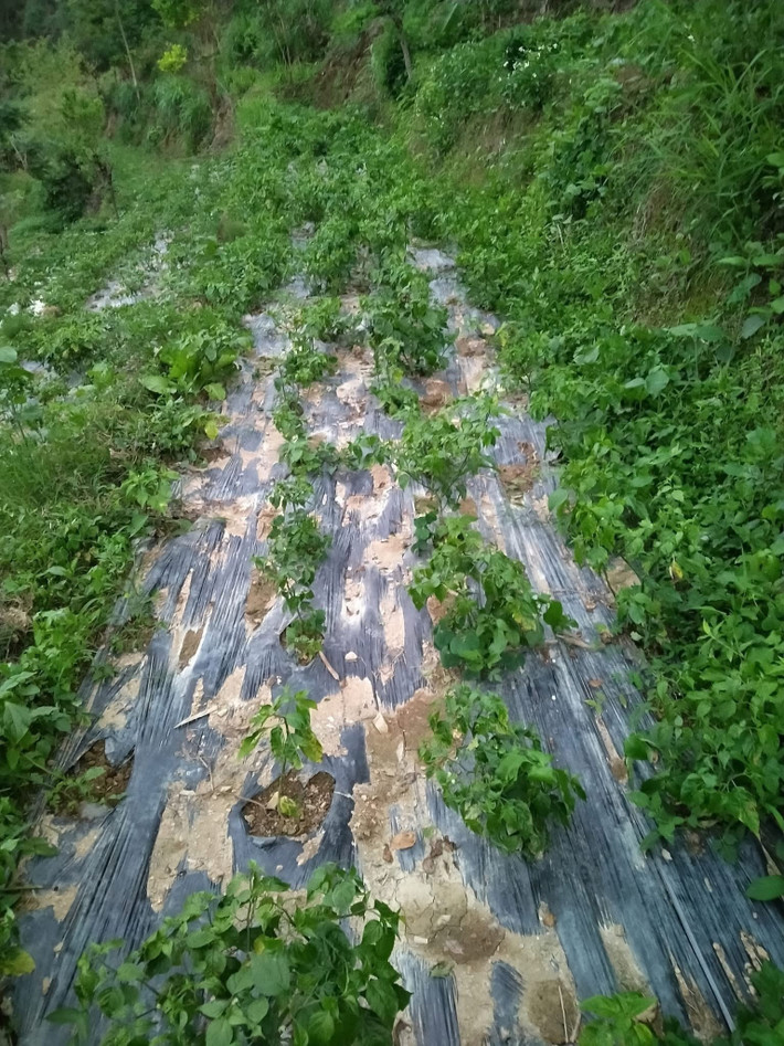 Mùa vụ ớt gió kéo dài khoảng 4 tháng, rộ nhất từ tháng 6 đến tháng 8 hàng năm. Ảnh: Facebook