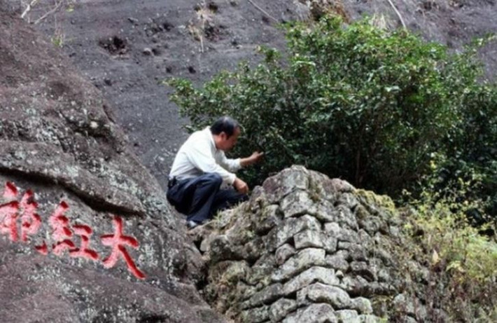 Trà Đại Hồng Bào mọc dạng bụi, cao khoảng hơn 2m, tán cây rậm rạp, cành khỏe. Ảnh: Sohu