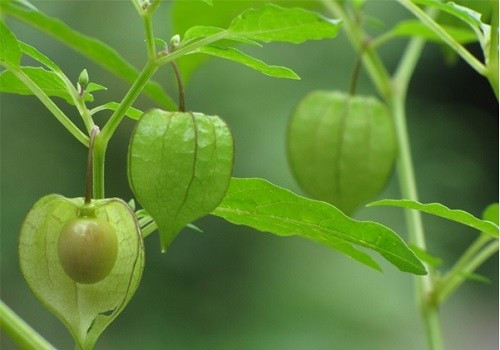 Tầm bóp là cây mọc dại ở bờ ruộng, ven đường, ven rừng... tại nhiều vùng quê Việt Nam. Trước kia khi nghèo khó, rau tầm bóp được người dân hái ăn tạm như loại rau "cứu đói". Ảnh: Internet