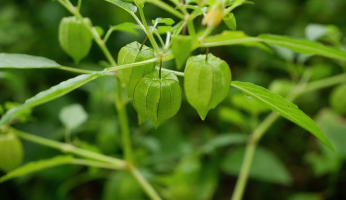 Tuy nhiên, dường như hiếm thấy người Việt ăn quả tầm bóp. Trong khi đó tại Nhật Bản, quả tầm bóp có giá vô cùng đắt đỏ. Ảnh: Internet