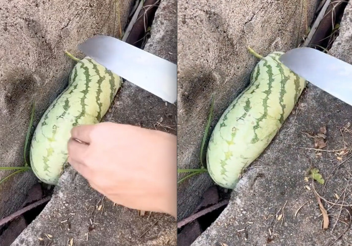 Mới đây, cộng đồng mạng được phen cười lăn trước hình ảnh quả dưa hấu kẹt trong khe tường khiến gia chủ "đau đầu" tìm cách "giải cứu". Ảnh: Xiaohongshu