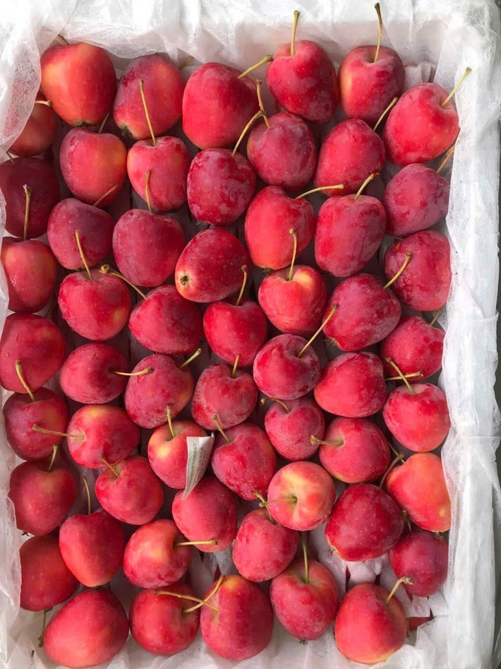Táo cherry hiện có giá dao động từ 60.000 - 250.000 đồng/kg, tùy nguồn gốc. Táo nhập từ New Zealand, Mỹ hoặc Nhật có thể lên tới 300.000 đồng/kg. Ảnh: Sieuthiluxy
