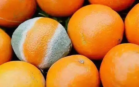 Theo người bán, khách hàng mua cam, quýt bị mốc để làm thí nghiệm sinh học, nhằm nuôi cấy Penicillium - một chi nấm đóng vai trò quan trọng trong tự nhiên và trong sản xuất thực phẩm, dược phẩm. Ảnh: Baidu