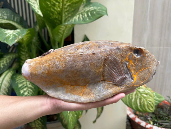 Không màu sắc sặc sỡ, cá bò hòm gây ấn tượng mạnh bởi ngoại hình "dị biệt", vuông vức như chiếc hộp, thân cứng, da dày được kết từ những mảng lục giác giống như một lớp giáp sắt. Ảnh: HaisanHoangLong