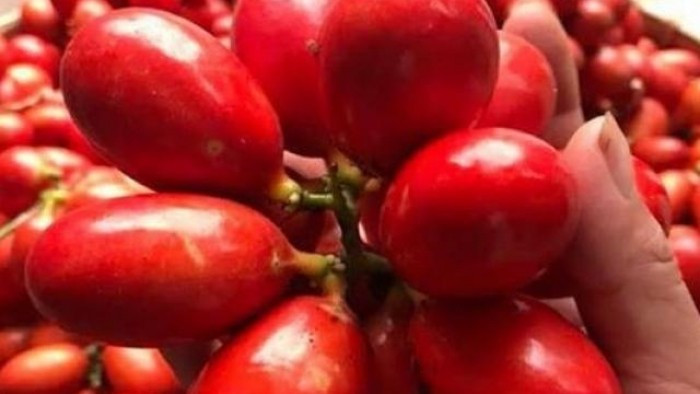 Có thời điểm giá quả máu 350.000 đồng/kg, thậm chí năm 2020 giá còn lên tới 500.000 đồng/kg. Nhiều khách mua 4-5kg cũng chi hết tiền triệu. Ảnh: Facebook