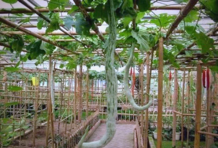 Khi còn non, mướp rắn có màu xanh lam, trắng hoặc xanh lục. Khi trưởng thành, mướp dần chuyển sang màu đỏ tương tự như mướp đắng. Ảnh: Baidu