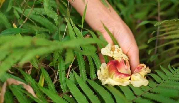 Trước kia, hoa kè chủ yếu được tận dụng làm hàng rào, hoa và quả dùng trong ẩm thực. Ảnh: Internet
