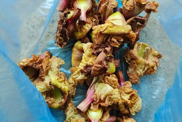 Trong một số nhà hàng ở Hà Giang, hoa kè nhồi thịt được đưa vào thực đơn để đãi khách. Ảnh: Internet