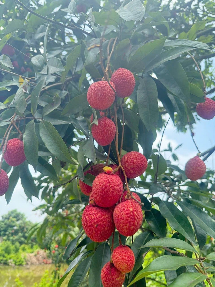 Vải trứng được trồng chủ yếu tại huyện Phù Cừ, Ân Thi - Hưng Yên. Trong đó, xã Phan Sào Nam - Phù Cừ được xem là "thủ phủ" của vải trứng Hưng Yên. Ảnh: Facebook