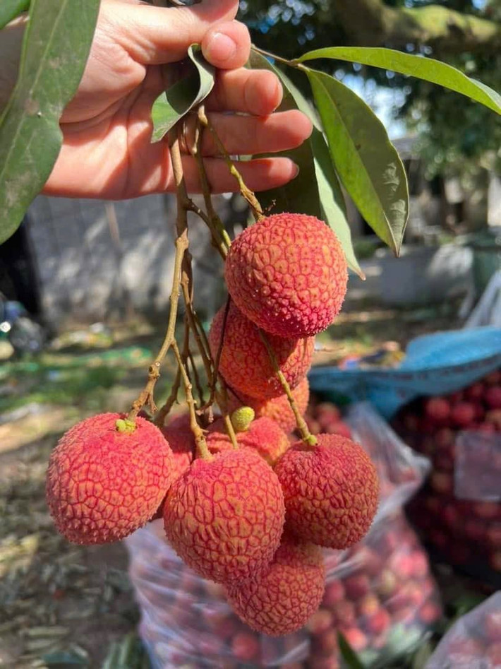 Trên thị trường, giá vải trứng Hưng Yên dao động từ 200.000 - 280.000 đồng/kg, thậm chí loại vip lên tới 300.000 đồng/kg. Ảnh: Facebook