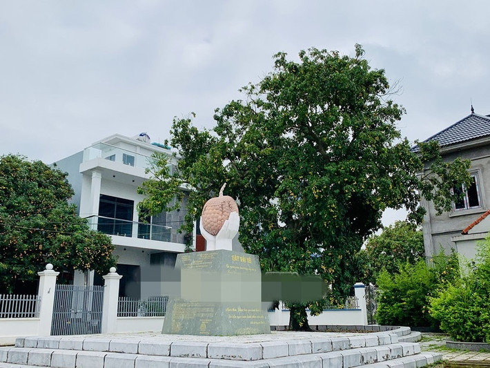 Cây vải tổ của giống vải trứng Hưng Yên được trồng tại vườn gia đình ông Nguyễn Văn Vì, thôn Ba Đông, xã Phan Sào Nam (Phù Cừ). Ảnh: Báo Hưng Yên