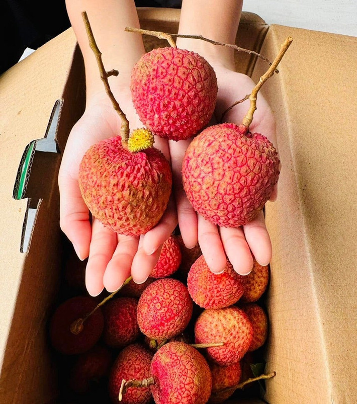 Do quả to nên 1kg vải trứng chỉ được 16 - 20 quả, loại vip chỉ từ 12 - 15 quả. Ảnh: Facebook