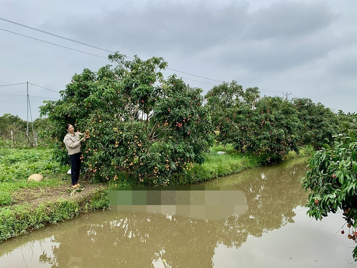 Hiện nay, toàn xã Phan Sào Nam có hơn 200 ha trồng vải trứng, ước tính vụ này cho thu trên 200 tấn quả. Ảnh: Báo Hưng yên
