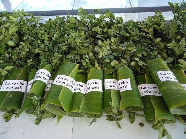 Trên thị trường, lá sọ chó tươi giá dao động khoảng 350.000 đồng/kg, lá khô khoảng 800.000 đồng/kg. Ảnh: Internet