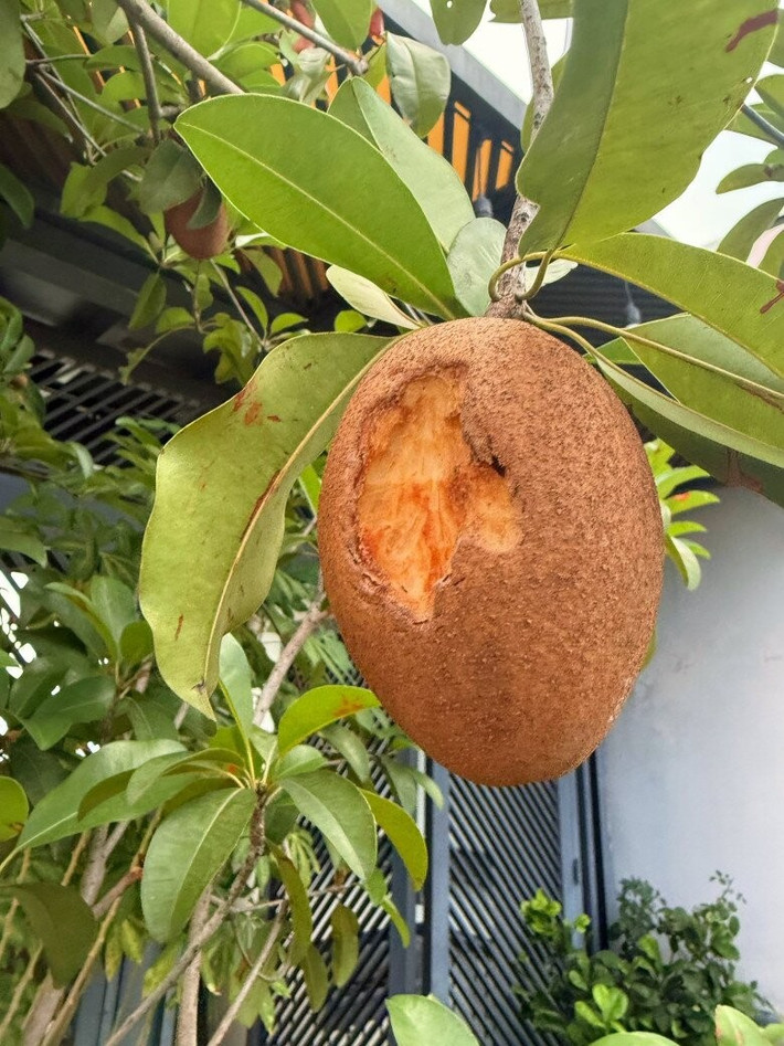 Trái hồng xiêm bị ăn dở nhưng vẫn căng mọng. Ảnh: FB Viên Vibi