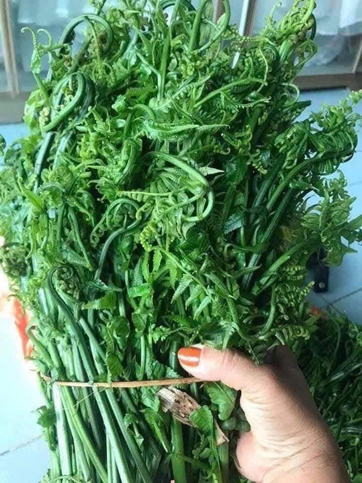 Bên cạnh độ ngon, rau dớn còn được mệnh danh là "vua của các loại rau" nhờ hàm lượng dinh dưỡng cao và nhiều lợi ích với sức khỏe. Ảnh: Facebook