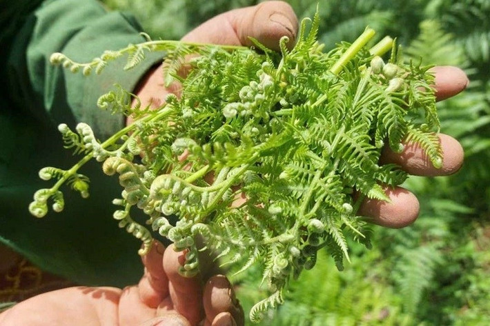 Đặc điểm dễ nhận biết của rau dớn là phần đầu lá cong như vòi voi. Cành lá nhỏ xòe tròn giống như tán ô. Điều này khiến rau dớn dễ bị nhầm lẫn với cây dương xỉ. Ảnh: Internet