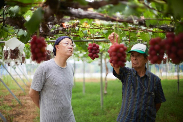 Trồng trong nhà kính, nho Roby Roman phải được đảm bảo các yếu tố như cường độ ánh sáng, kiểm soát nhiệt độ và phương pháp canh tác nghiêm ngặt. Ảnh: @Shinjo Arai
