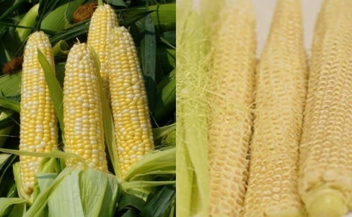 Hiện nay, Việt Nam đã khai thác tiềm năng xuất khẩu lõi ngô sang các thị trường lớn như Trung Quốc, Nhật Bản, Hàn Quốc. Ảnh: Internet