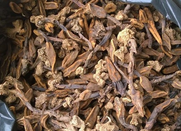 Nấm ngọc cẩu khô giá từ 1 – 1,5 triệu đồng/kg. Đặc biệt, nấm loại đẹp, nguyên bông, bảo quản tốt có thể được bán với mức giá tới 2 triệu đồng/kg. Ảnh: Đặc sản Tây Bắc