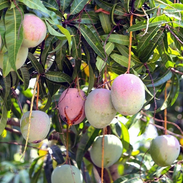 Năm nay, giá xoài Úc đầu mùa từ 15.000 - 20.000 đồng/kg, nhưng sau đó chỉ còn 4.000 - 6.000 đồng/kg và hiện nay chỉ còn 1.000 - 5.000 đồng/kg (tùy loại). Ảnh: Facebook