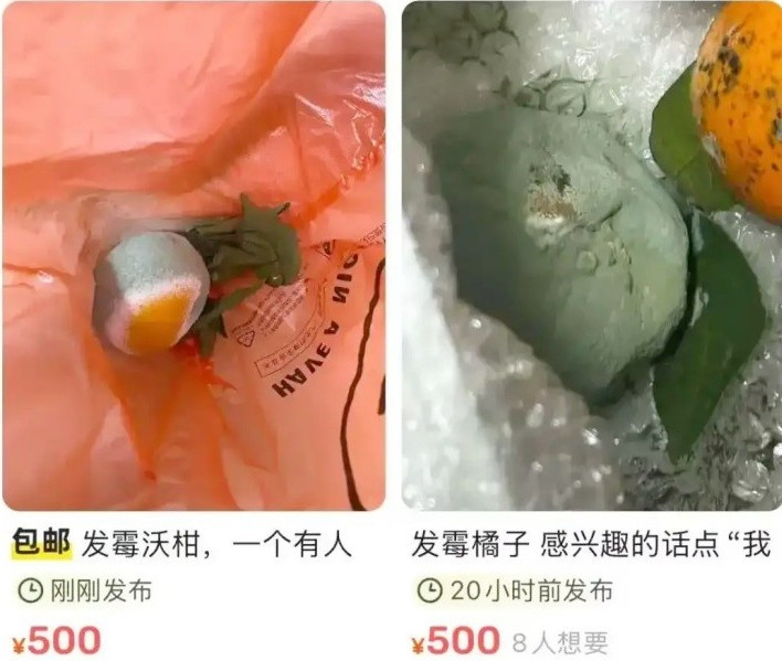 Với nhiều người, hoa quả mốc đồng nghĩa với việc đã hỏng và cần vứt bỏ. Tuy nhiên, một số gian hàng online tại Trung Quốc lại đưa hoa quả mốc vào danh sách hàng hóa. Ảnh: Xin Jing News