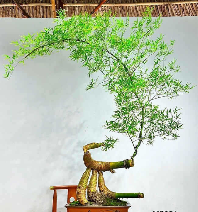Để tạo ra một tác phẩm tre bonsai có giá trị, nghệ nhân phải tỉ mỉ, kiên nhẫn trong từng công đoạn, từ khâu chọn phôi, cắt tỉa đến uốn dáng. Ảnh: Facebook