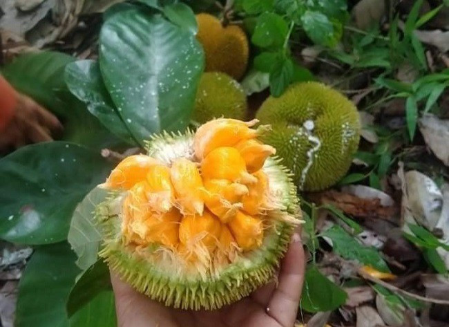 Vì vậy, hầu hết khách mua mít nài vì tò mò, muốn ăn thử, ít người mua ăn lần thứ hai. Ảnh: Facebook