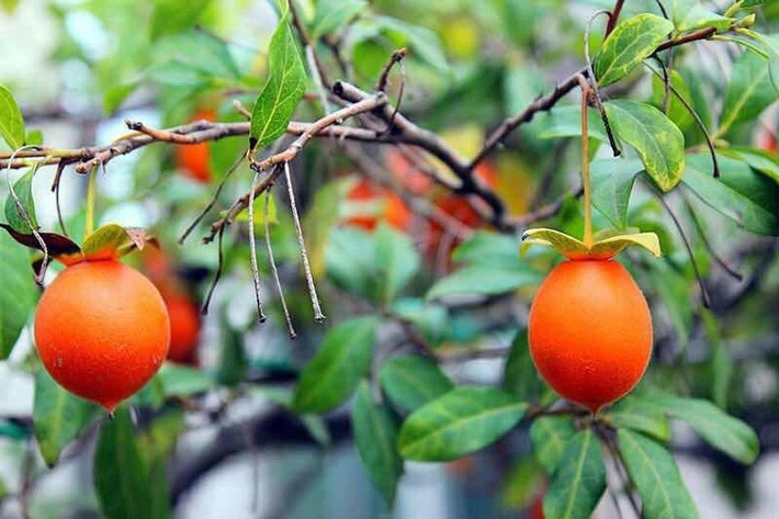 Theo phong thủy, cẩm thạch vàng tượng trưng cho phú quý, tài lộc. Cây phát triển tốt quanh năm, quả bền màu, tạo cảm giác “có của ăn của để”. Ảnh: facebook