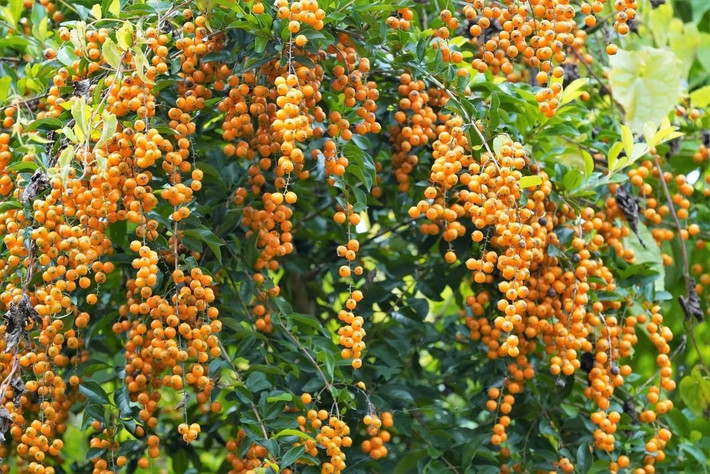 Chuỗi ngọc vàng hay còn gọi là hoa găng, vốn là "cây bờ rào", trước kia không được coi trọng. Tuy nhiên, nhờ màu hoa tím độc đáo, hương thơm tinh tế và chuỗi quả vàng nặng trĩu, chuỗi ngọc vàng "lên đời" thành cây cảnh trồng trong nhà được ưa thích. Ảnh minh họa Ebay