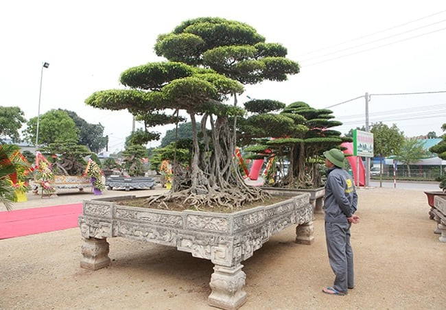 Nhiều năm trước, giới chơi cây cảnh không khỏi trầm trồ trước cây sanh “Long chúa" - cây sanh cổ nhất ở làng cây cảnh Việt Nam. Ảnh; Dân Việt