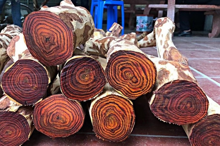 Sưa đỏ thuộc nhóm gỗ 1A, là nhóm cực kỳ quý hiếm, nhóm gỗ nghiêm cấm khai thác và sử dụng vào mục đích thương mại. Ảnh: Vòng tay gỗ sưa