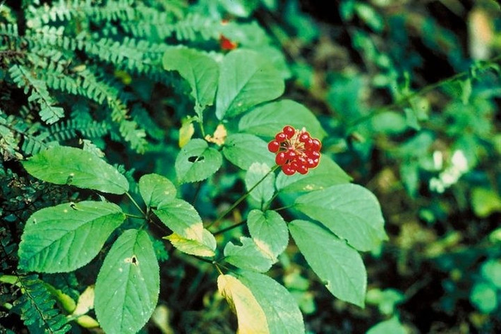 Sâm có mùi thơm đặc trưng, vị đắng ngọt lưu lại rất lâu khi ăn. Ảnh: Tạp chí công thương