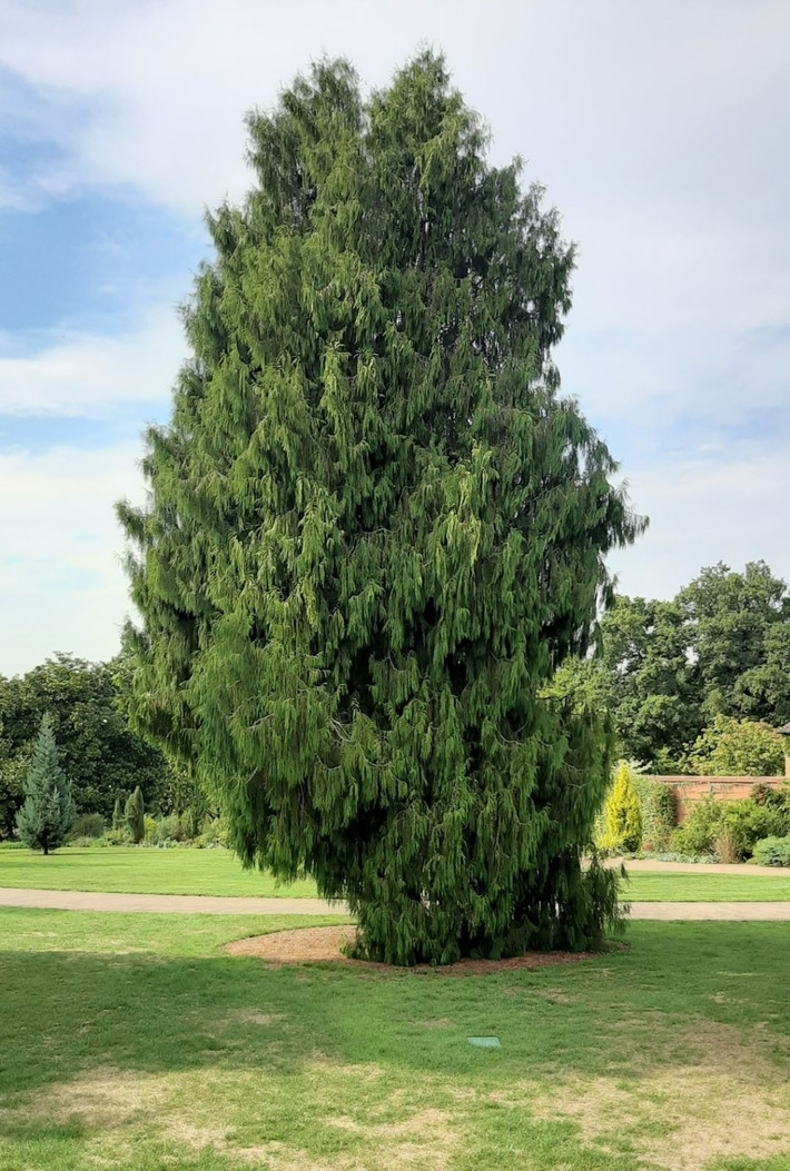 Cây gỗ trưởng thành dài trung bình từ 20-25m, đường kính thân khoảng 2m. Ảnh: Trees and Shrubs Online