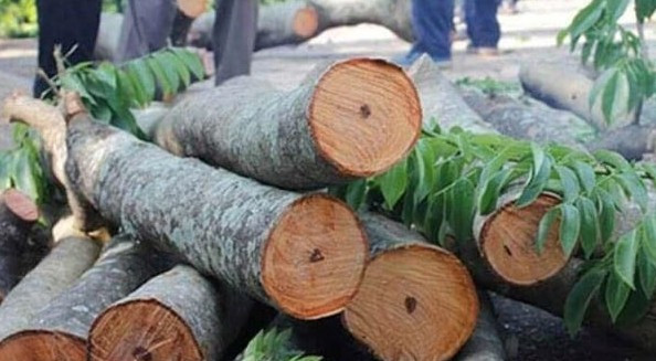 Gỗ ngọc am quý hiếm một phần bởi quá trình hình thành có khi lên đến cả nghìn năm. Ảnh: Đồ gỗ Toàn Đào