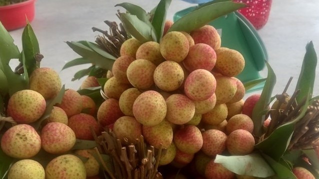 Do sản lượng không nhiều, vải u trứng trắng thường được khách quen đặt mua từ sớm, ít khi xuất hiện đại trà trên thị trường. Ảnh: Kinhtedothi