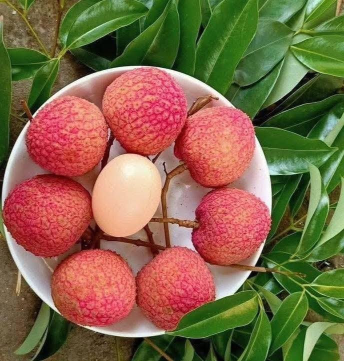 Vải trứng khi chín màu đỏ tươi, to như quả trứng gà, cùi dày, vị ngọt sắc, thơm mát đặc trưng, hạt nhỏ, không bị sâu đầu nên được rất nhiều người yêu thích. Ảnh: Facebook
