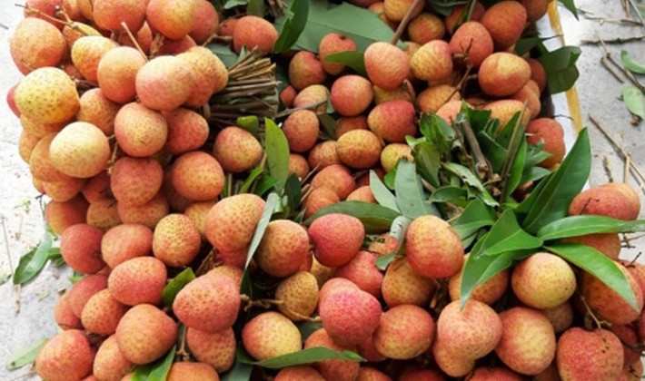 Vải u trứng trắng Thanh Hà là giống vải chín sớm nhất, quả to đều, cùi dày, vị ngọt thanh, thơm nhẹ, giá từ 80.000 - 100.000 đồng/kg. Ảnh: Tuổi trẻ thủ đô