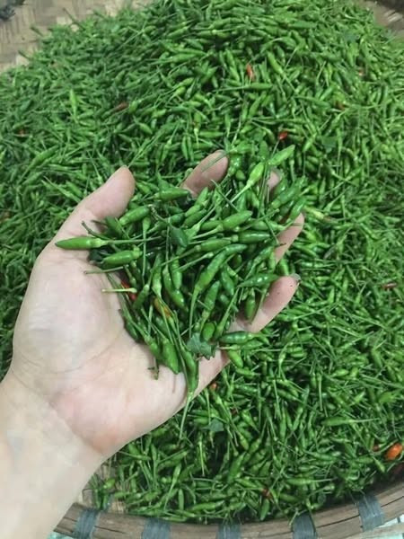 Ít ai ngờ, loại quả bé xíu này giờ đây "lên ngôi", trở thành món quà đặc sản được nhiều người săn lùng. Ảnh: Facebook