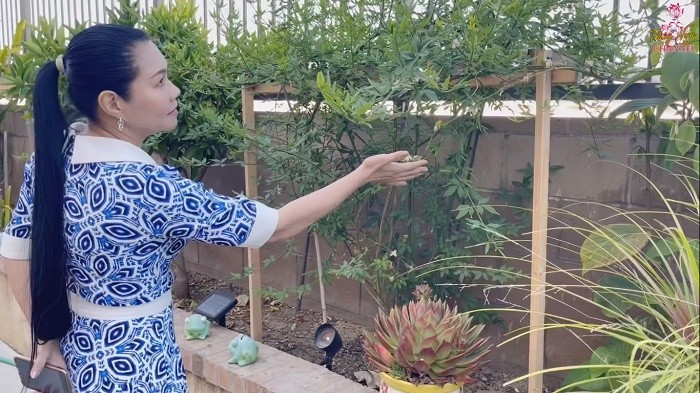 Những giống cây của Việt Nam nhưng vẫn phát triển tươi tốt trên đất Mỹ. Ảnh chụp màn hình