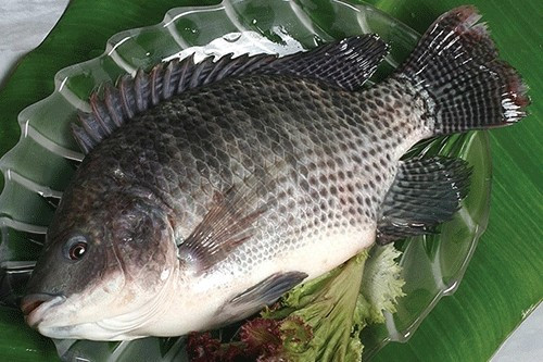 Trên thị trường, cá rô phi nuôi giá khoảng 60.000 - 70.000 đồng/kg. Ảnh: Collagen ADIVA