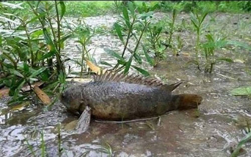 Trước kia, cá rô phi có đầy ruộng, đầm lầy hoặc ao hồ. Mùa mưa hoặc khi nước dâng cao sẽ có con lên bờ, dùng tay là bắt được. Ảnh: Internet