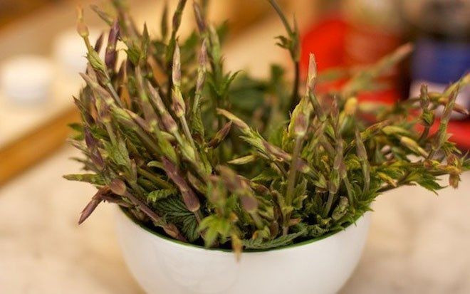 Xưa kia, các chồi non của hoa bia thường bị bỏ đi vì không có giá trị thương mại. Nhưng ngày nay, chồi hoa bia được săn đón như một loại “rau quý tộc”. Ảnh: Getty