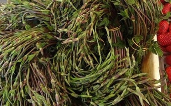 Chồi hoa bia có hình dáng giống măng tây màu xanh pha đỏ, vị đắng nhẹ khi ăn sống và khi chế biến sẽ tạo ra mùi vị rất riêng. Ảnh: Internet