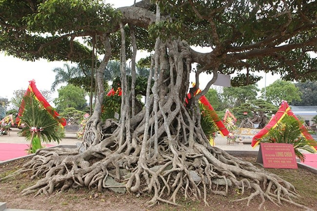 Bộ rễ cây dính bệt vào nhau, thân bạc trắng như hóa thạch. Ảnh: Dân Việt